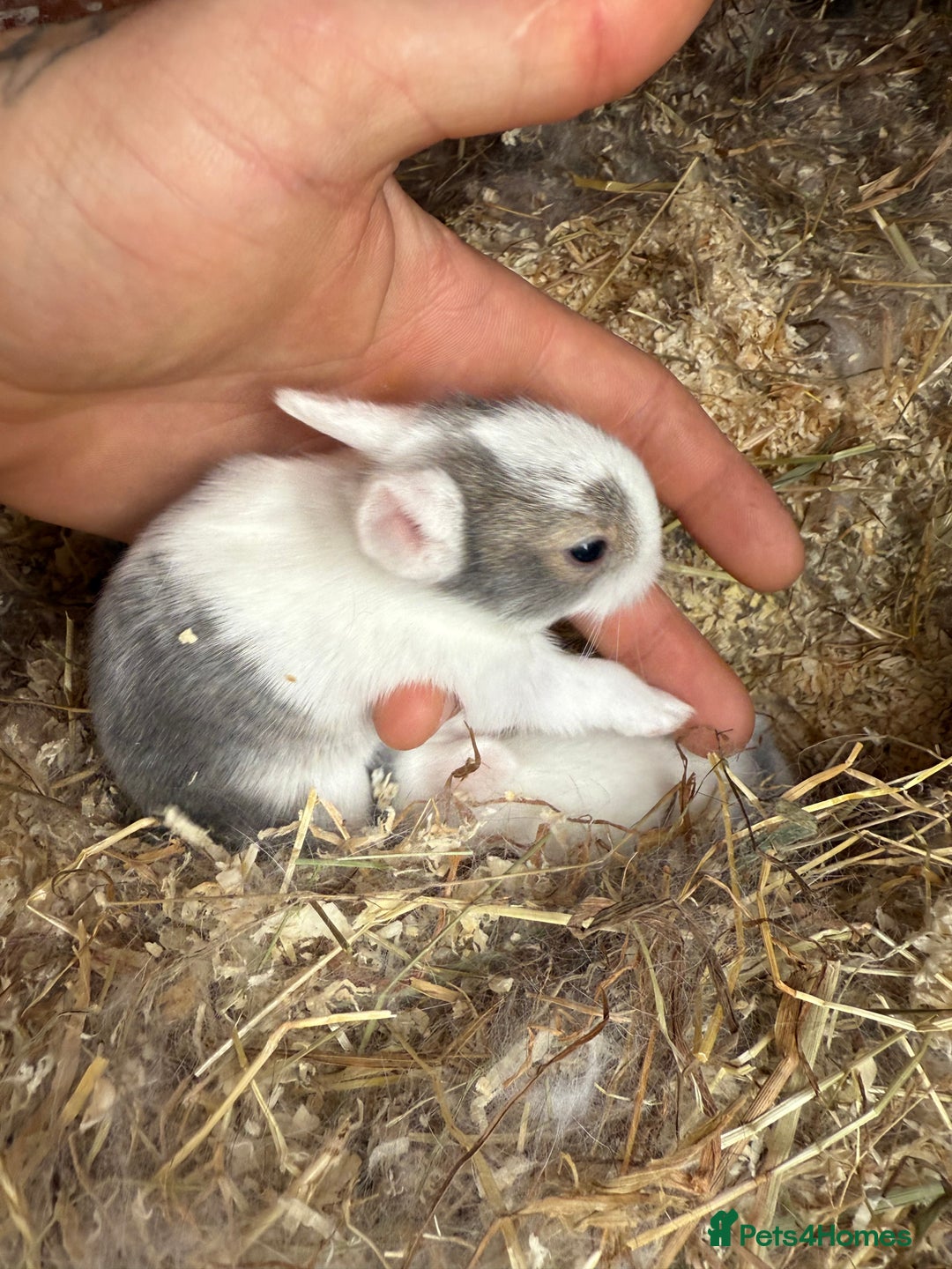 Mixed Breed rabbits for sale: Baby rabbits  - Image 2