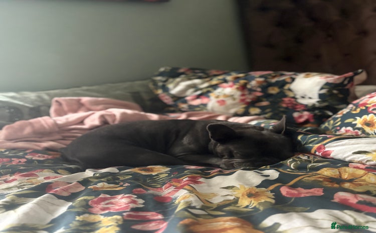 French Bulldog dogs - Advert 2