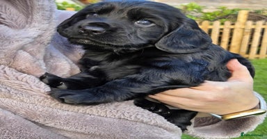 Mixed Breed dogs - Advert 4
