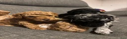 Cavapoo dogs for sale: Cavapoo - Advert 25