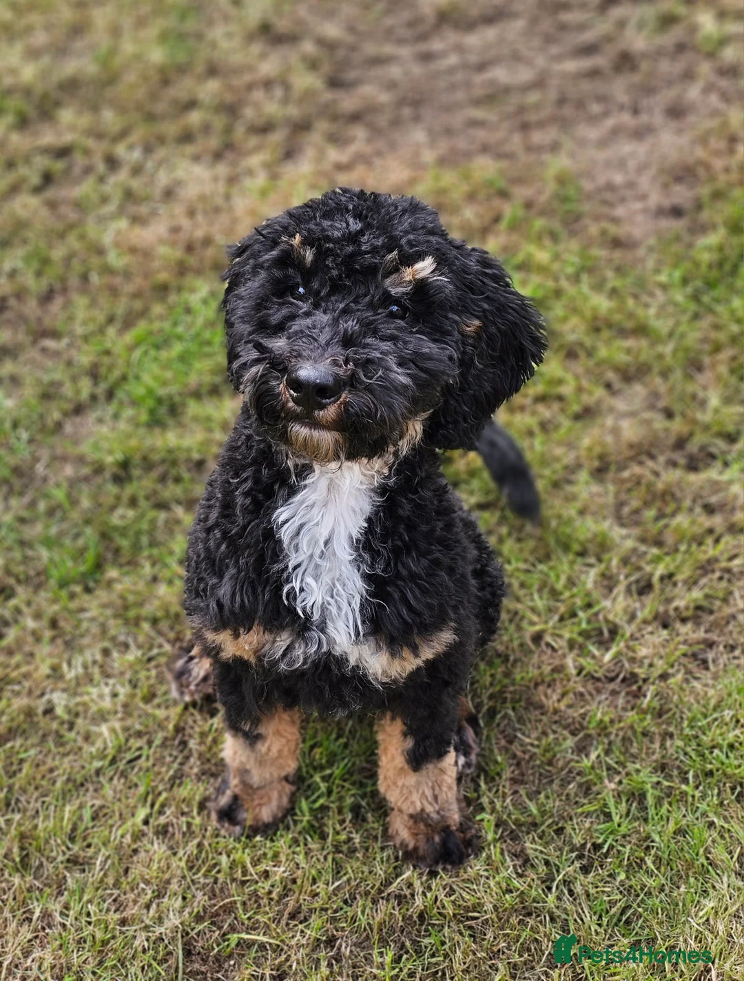 Miniature Poodle dogs for stud: Miniature Poodle KC Registered  - Advert 2