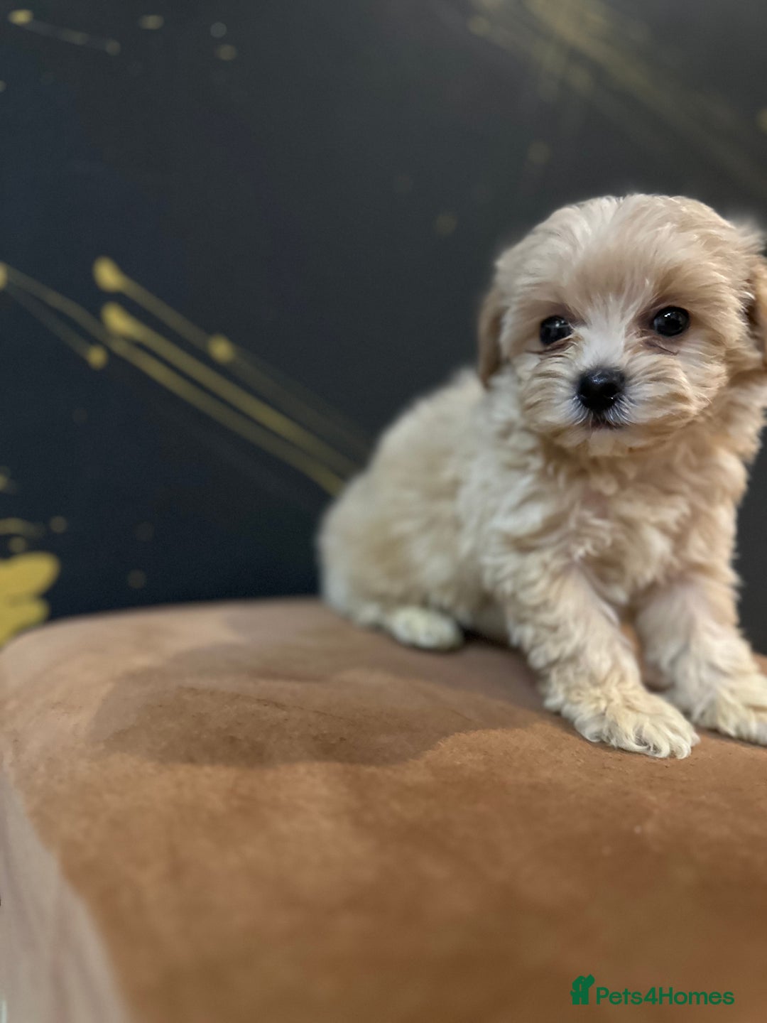 Maltipoo dogs for sale: Gourgeous toy maltipoo puppies❤️ - Image 10