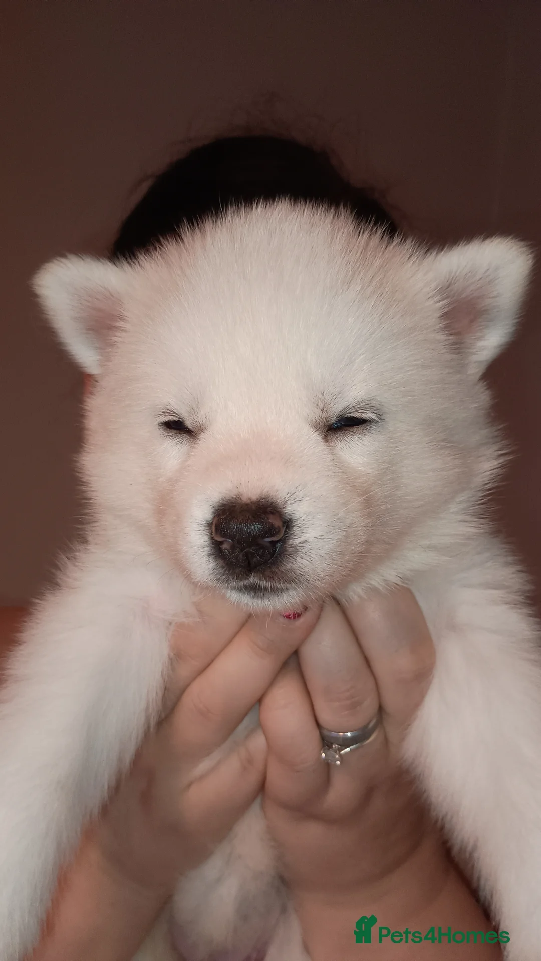Huskita dogs for sale: 6 huskita puppies  - Advert 8