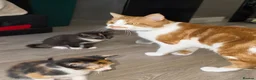 Mixed Breed cats for sale: Calico babies - Advert 5