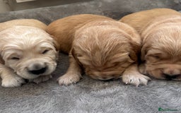 Golden Retriever dogs for sale: Beautiful KC Registered Golden Retrievers for Sale - Image 15
