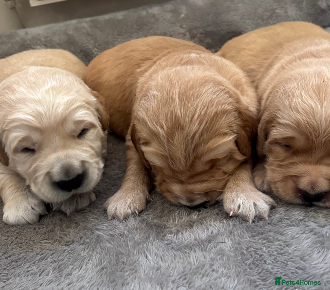 Golden Retriever dogs for sale: Beautiful KC Registered Golden Retrievers for Sale - Image 15