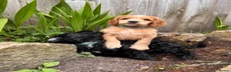 Cockapoo dogs for stud: 🌟 PROVEN STUD 🌟  - Advert 5