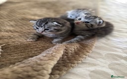 British Shorthair cats for sale: Beautiful lilac British shorthair X kittens - Image 4