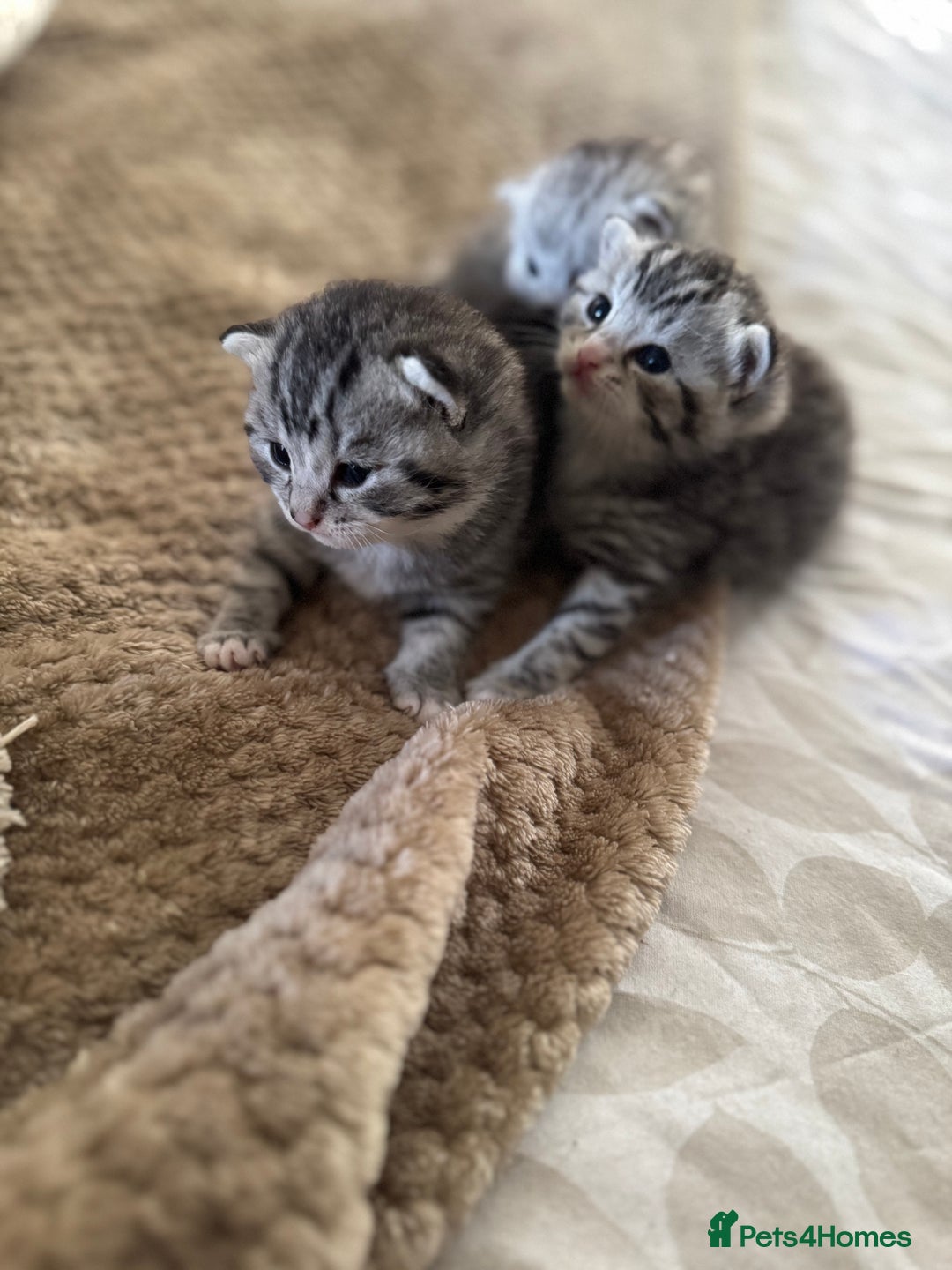 British Shorthair cats for sale: Beautiful lilac British shorthair X kittens - Image 4
