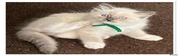 Ragdoll cats for sale: 6 cute pure breed Ragdoll kittens 2 boys 4 girls  - Advert 23