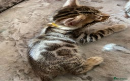 Bengal cats for sale: Silver and Brown Pedigree Bengal Kittens For Sale  - Image 7