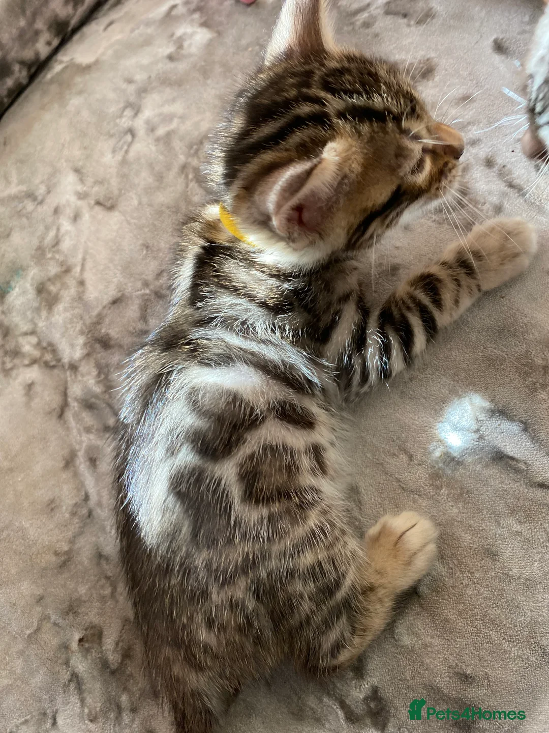 Bengal cats for sale: Silver and Brown Pedigree Bengal Kittens For Sale  - Advert 7