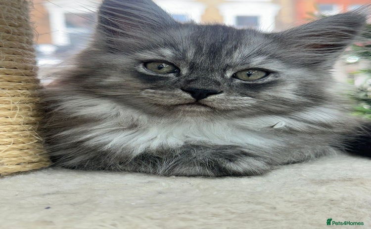 Maine Coon cats - Advert 6