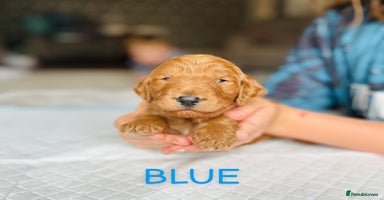 Goldendoodle dogs in Merthyr Tydfil - Advert 13