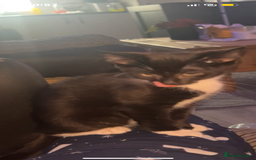 Mixed Breed cats for sale: £30 each Two cats for sale male And female  - Image 1