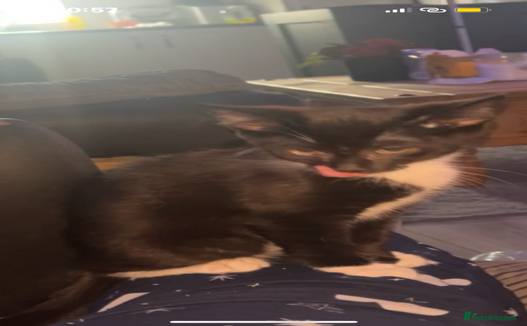 Mixed Breed cats - Advert 16