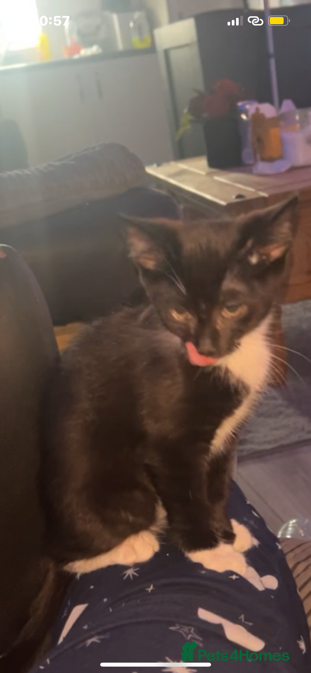 Mixed Breed cats for sale: £30 each Two cats for sale male And female  - Image 1
