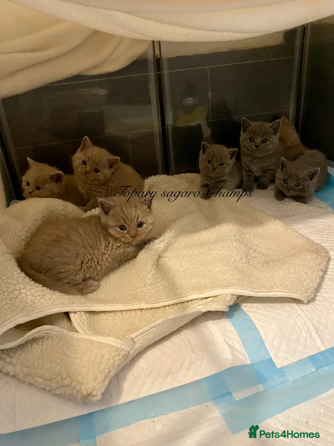 British Shorthair cats for stud: Proven Stud/Blood B/Choc carrier TICA/GCCF REG in Dartford - Advert 9