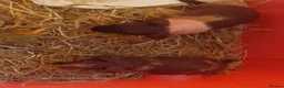 Guinea Pig rodents for sale:   skinny pigs - Advert 3