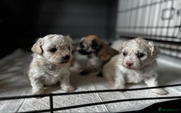 Shichon dogs for sale: 5 beautiful Shichon girls  - Image 1