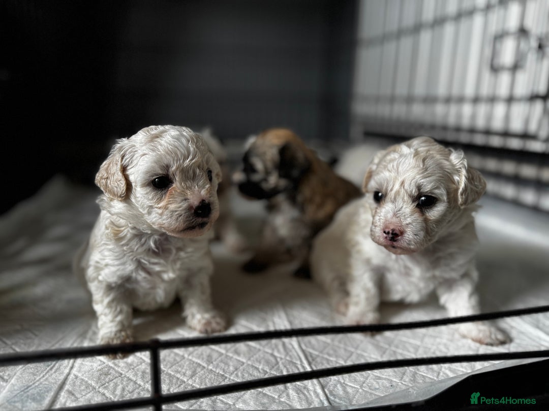 Shichon dogs for sale: 5 beautiful Shichon girls  - Image 1