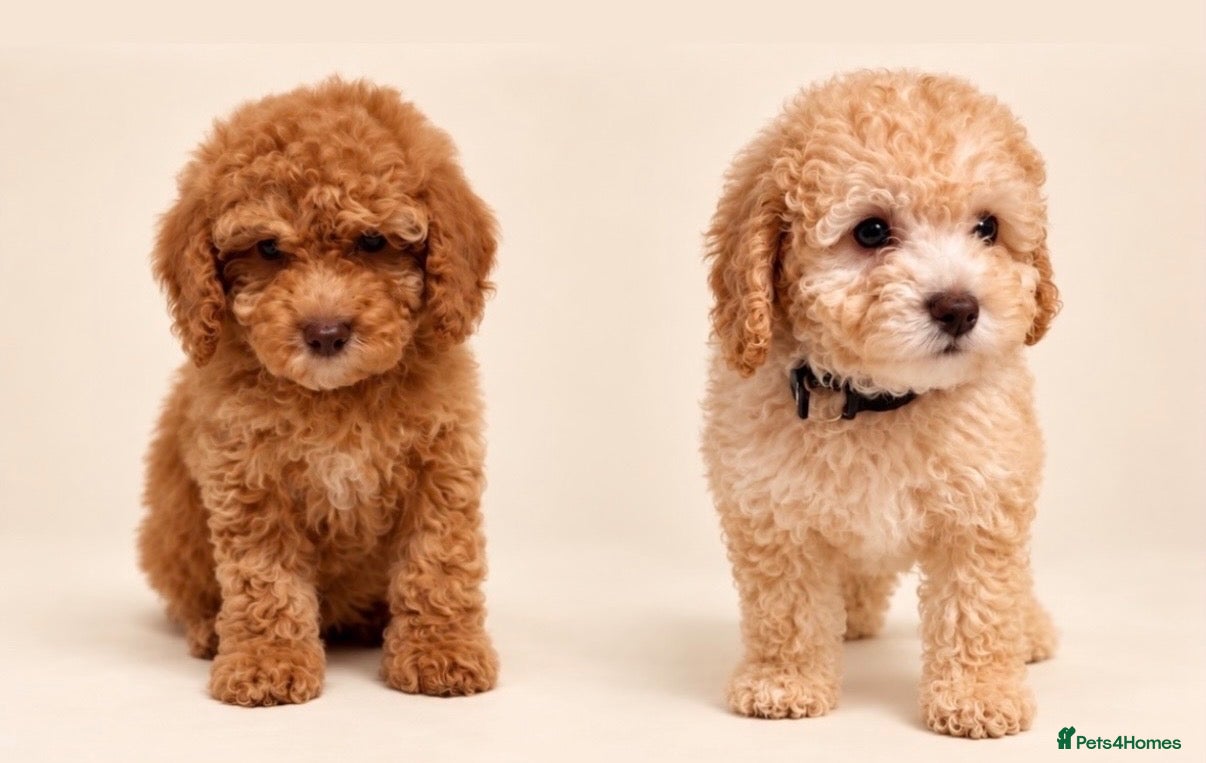 Cockapoo dogs Stunning F1b cockapoos ready now  - Advert 14