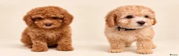 Cockapoo dogs for sale: Stunning F1b cockapoos ready now  - Advert 1