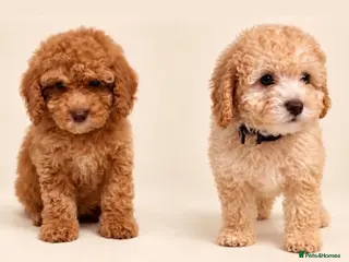 Cockapoo dogs Stunning F1b cockapoos ready now - Advert 3
