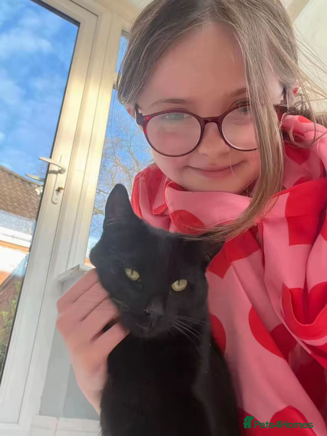 Mixed Breed cats Mixed breed boy ❤️ - Advert 1