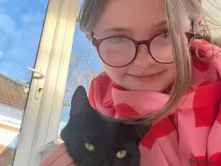 Mixed Breed cats Mixed breed boy ❤️ - Advert 1