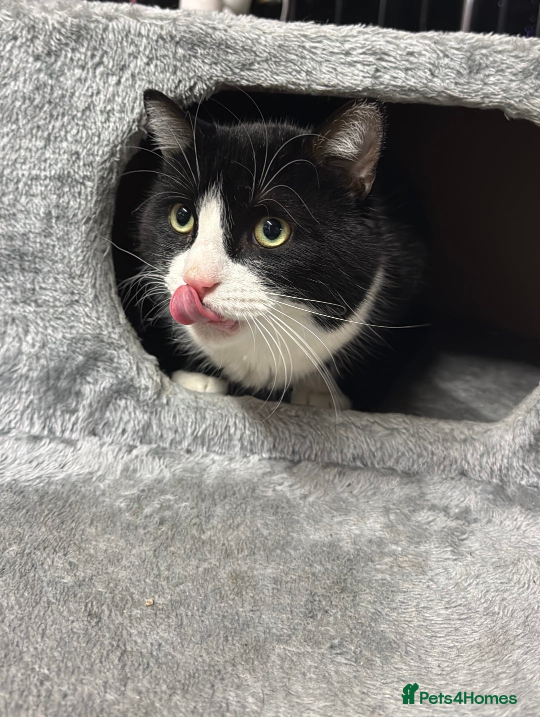 Mixed Breed cats for sale: Much Loved Indoor Cat Looking for Forever Hom - Advert 2