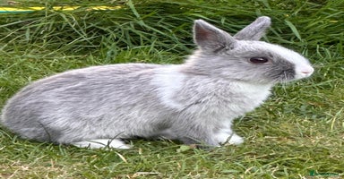 Netherland Dwarf rabbits - Advert 1