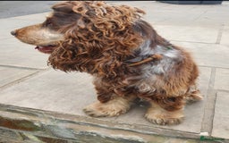 Cocker Spaniel dogs for sale: Beautiful cocker spaniel  - Advert 3
