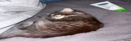 Mixed Breed cats for sale: Cute Kittens  in Bilston - Advert 3