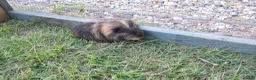 Guinea Pig rodents for sale: Male & Female guinea pigs various types & colours  - Advert 17