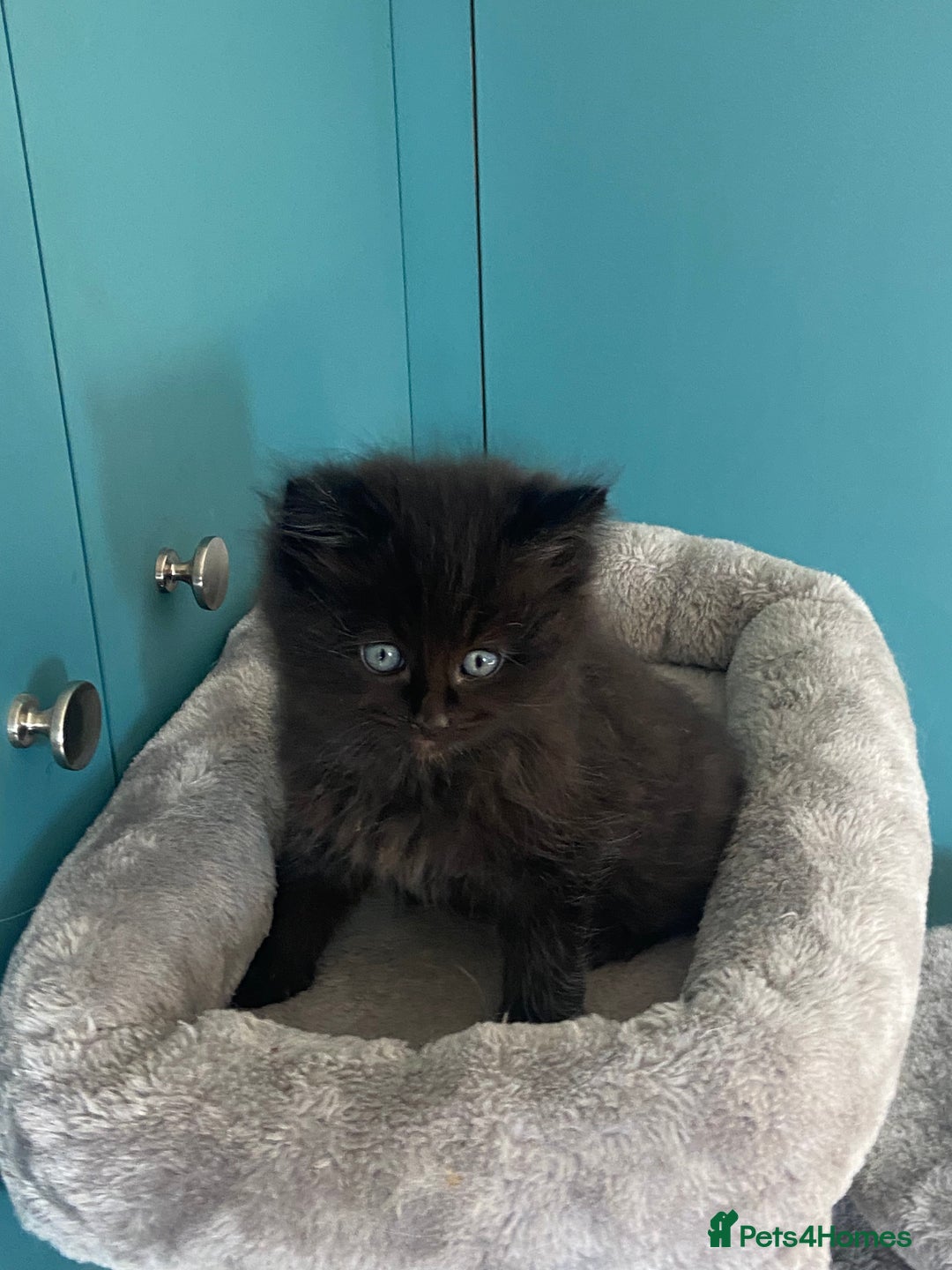 Ragdoll cats for sale: Ragdoll Cross Kittens – £300 each - Image 10