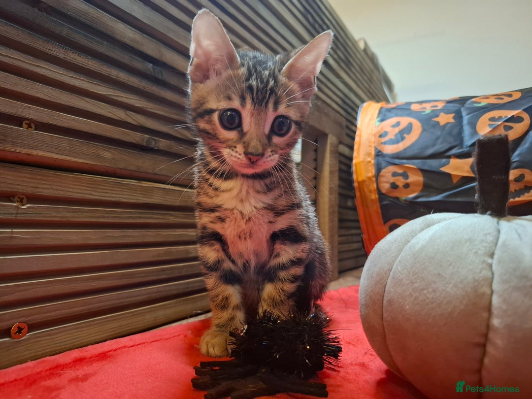 Bengal cats for sale: 🌟 Premium Bengal Tica Kittens – 5★Breeder 🌟 - Image 6