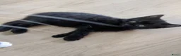 British Shorthair cats for sale: 3 black and 1 tuxedo kitten - Advert 6
