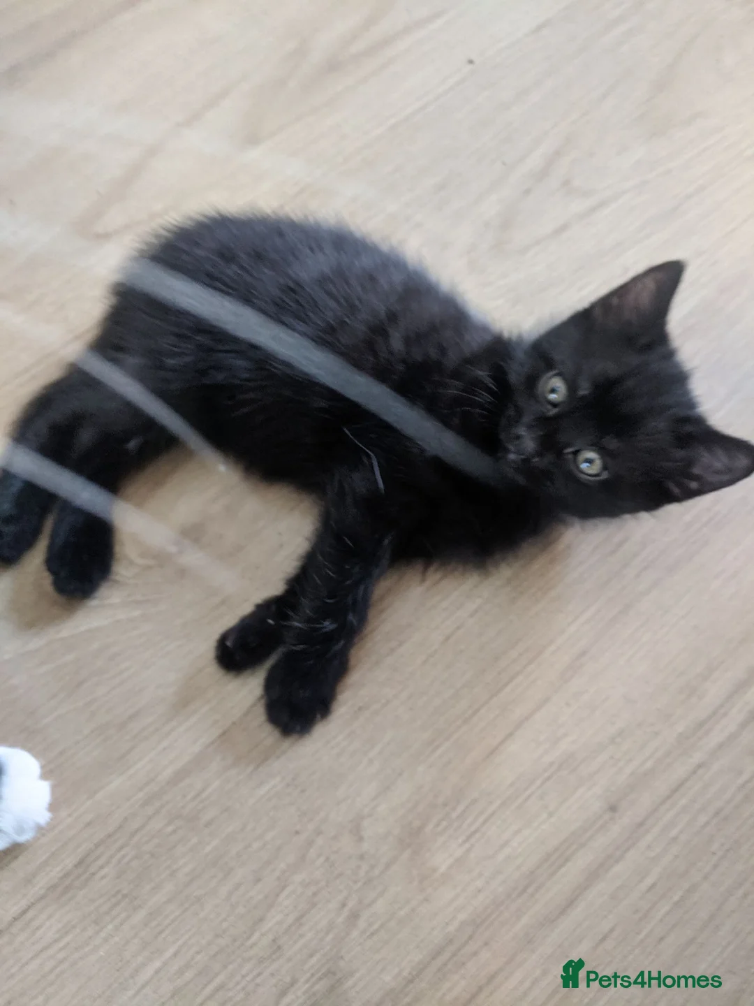 British Shorthair cats for sale: 3 black and 1 tuxedo kitten - Advert 6