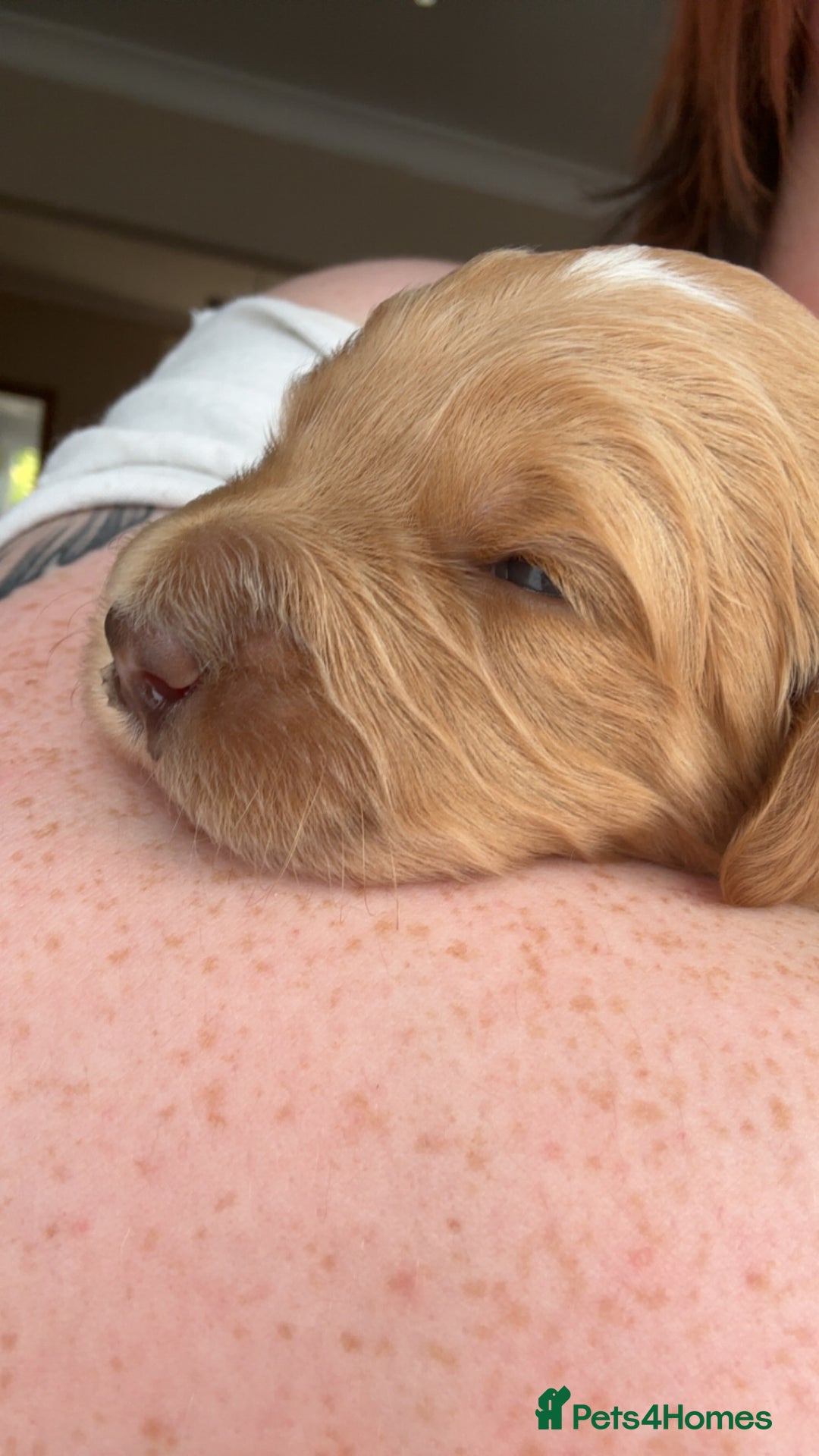 Australian Labradoodle dogs for sale: 💕 Stunning Australian Labradoodles! 💕 - Image 7