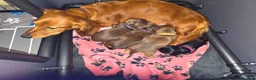 Miniature Dachshund dogs for sale: ✨️Last Girl Left✨️Longhaired Miniature Dachshunds  - Advert 24