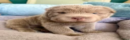 Shar Pei dogs for sale: Bear Coat Shar Pei puppies - Advert 7