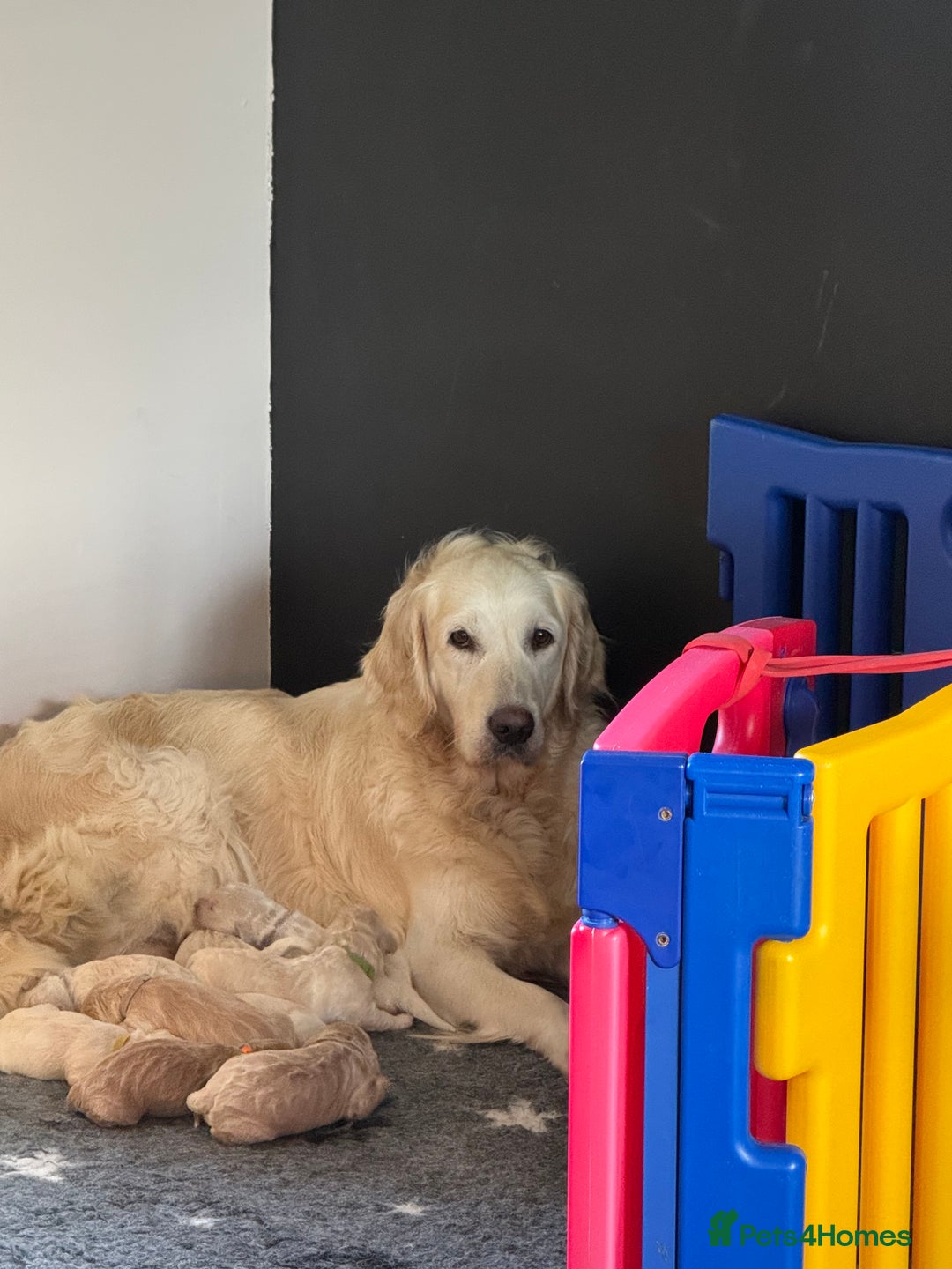 Mini Goldendoodle dogs for sale: Stunning F1 Mini Goldendoodles  - Image 1