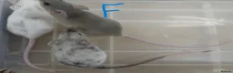 Mouse rodents for sale: Fancy Mice - Advert 20