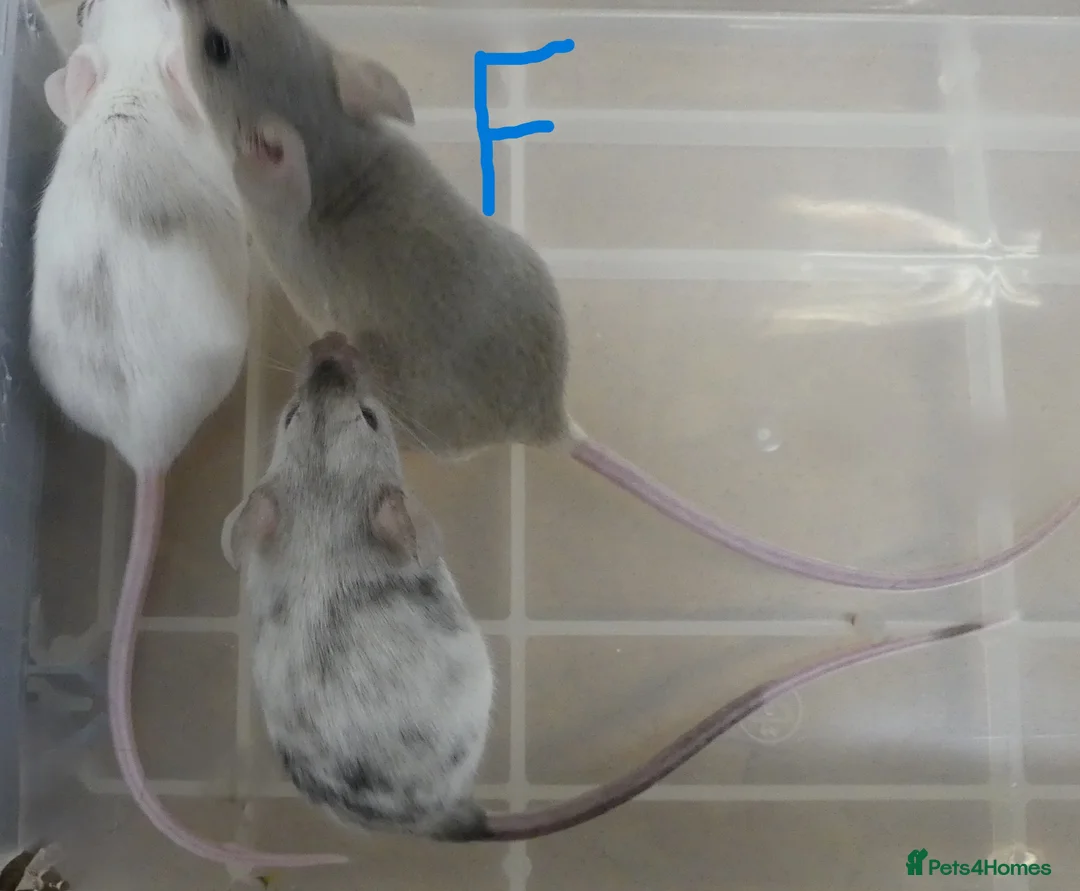 Mouse rodents for sale: Fancy Mice - Advert 20