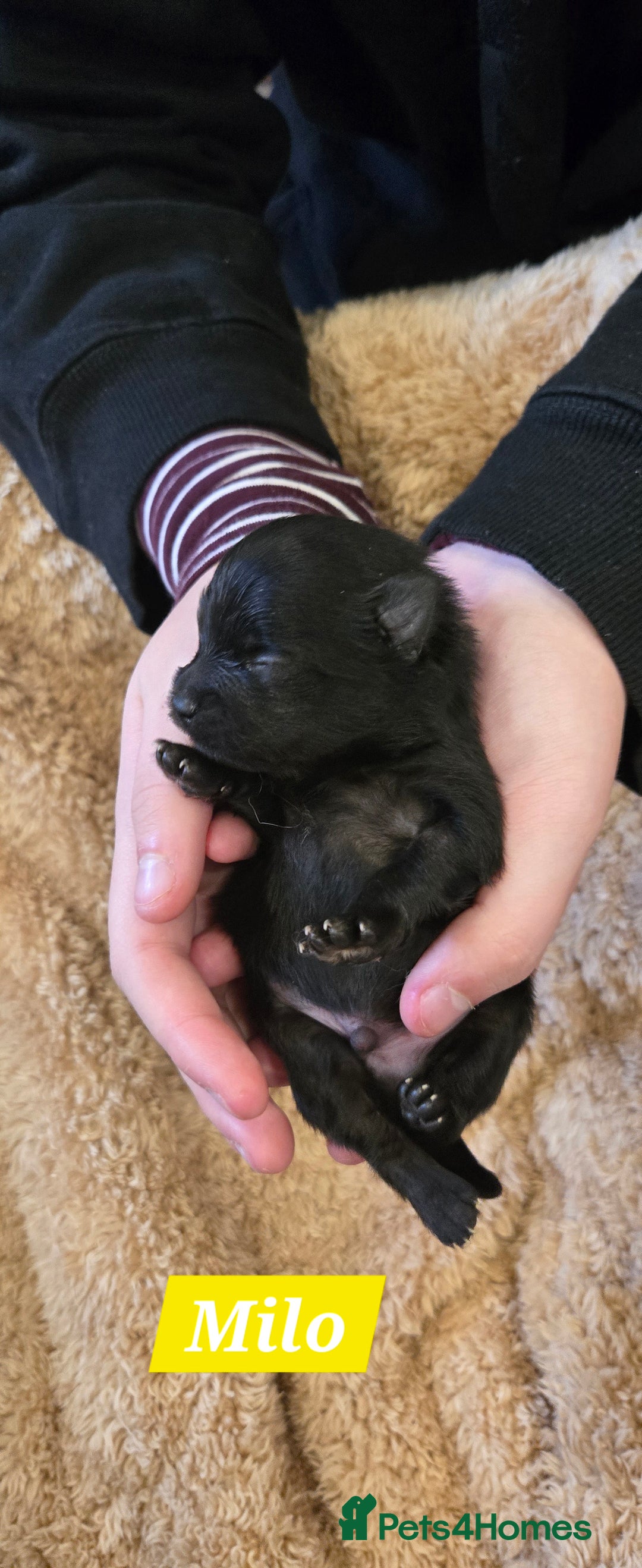 Pomeranian dogs for sale: Pretty Pomeranians  - Advert 12