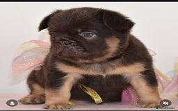 French Bulldog dogs for stud: Cupid 💘, Romeo 💘and Saint 💘for stud - Image 10