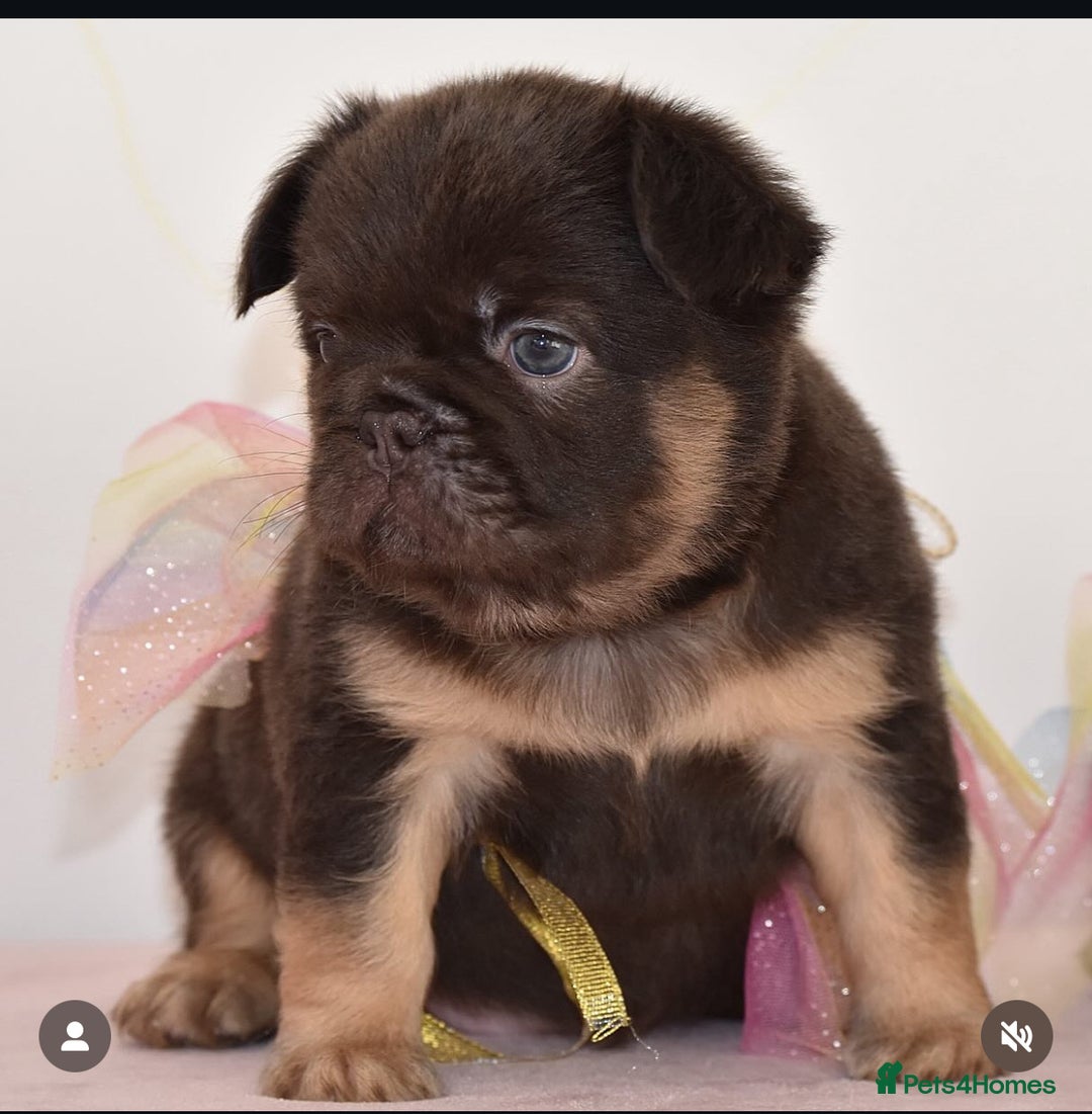 French Bulldog dogs for stud: Cupid 💘, Romeo 💘and Saint 💘for stud - Image 10