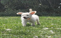 Mixed Breed dogs for sale: F1 Shepadoodle Puppies in Boston - Image 3