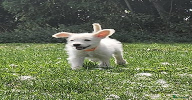 Mixed Breed dogs in Boston - Advert 5